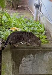 Lost Male Cat last seen State Street & Northshore Rd, Lake Oswego, OR 97034