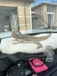Lost Male Reptile last seen Norton and sultan , Port St. Lucie, FL 34953