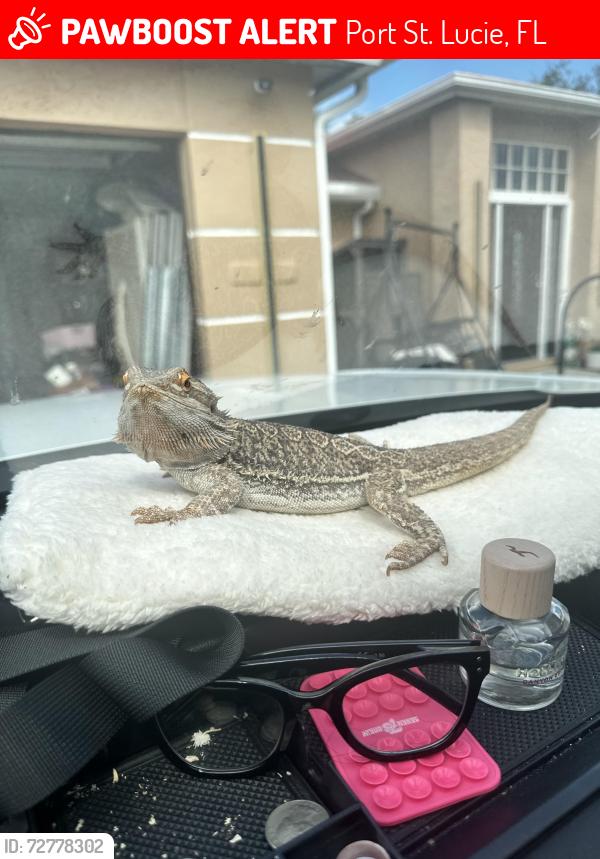 Lost Male Reptile last seen Norton and sultan , Port St. Lucie, FL 34953