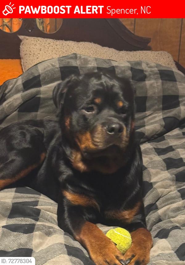 Lost Male Dog last seen last seen under bridge on Hollywood., Spencer, NC 28159