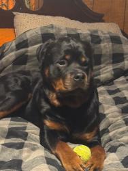 Lost Male Dog last seen last seen under bridge on Hollywood., Spencer, NC 28159
