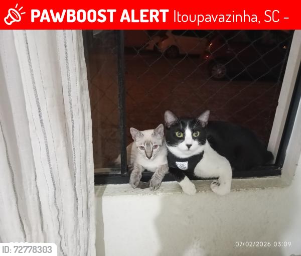 Lost Male Cat last seen Rua Alberto Kath, 112, Itoupavazinha, SC 89066-330