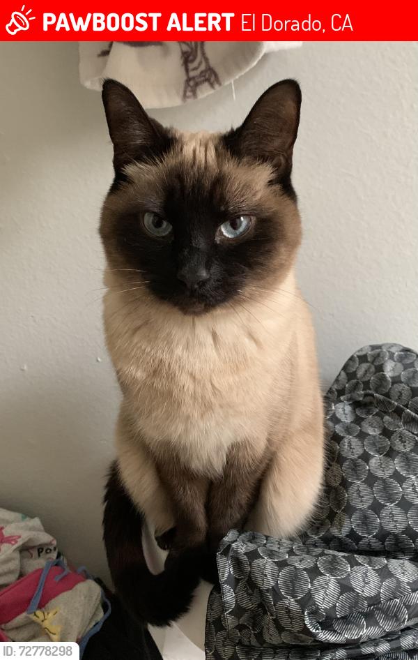 Lost Female Cat last seen Stope Way/Crystal , El Dorado, CA 95623