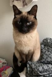 Lost Female Cat last seen Stope Way/Crystal , El Dorado, CA 95623