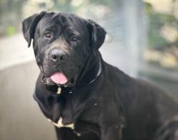 Shelter Stray Male Dog last seen , San Pedro, CA 90731