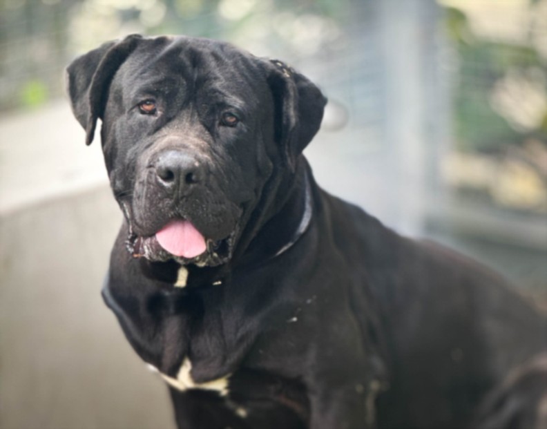 Shelter Stray Male Dog last seen , San Pedro, CA 90731