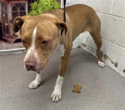 Shelter Stray Female Dog last seen MICHIGAN X VAN BUREN, San Bernardino, CA 92401