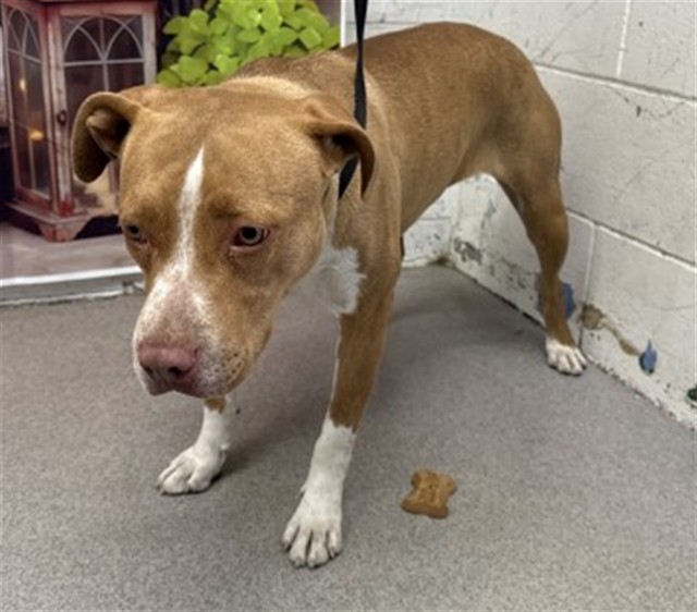 Shelter Stray Female Dog last seen MICHIGAN X VAN BUREN, San Bernardino, CA 92401