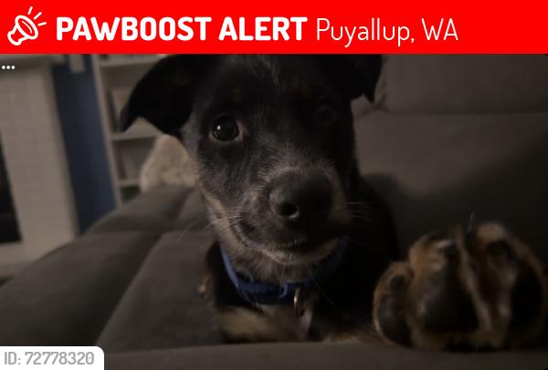Lost Female Dog last seen Shaw road across the fire station, Puyallup, WA 98374
