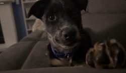 Lost Female Dog last seen Shaw road across the fire station, Puyallup, WA 98374