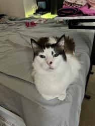 Lost Male Cat last seen Prior way, Antelope, CA 95843