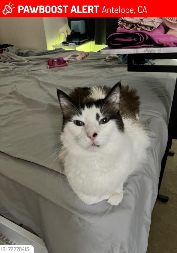 Lost Male Cat last seen Prior way, Antelope, CA 95843