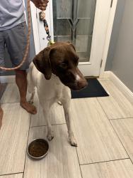 Found/Stray Male Dog last seen Maya Cinemas Bakersfield, Bakersfield, CA 93301