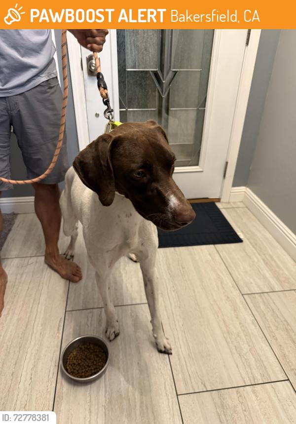 Found/Stray Male Dog last seen Maya Cinemas Bakersfield, Bakersfield, CA 93301