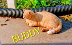 Lost Male Cat last seen Market St, Staunton, VA 24401