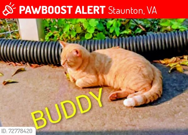 Lost Male Cat last seen Market St, Staunton, VA 24401