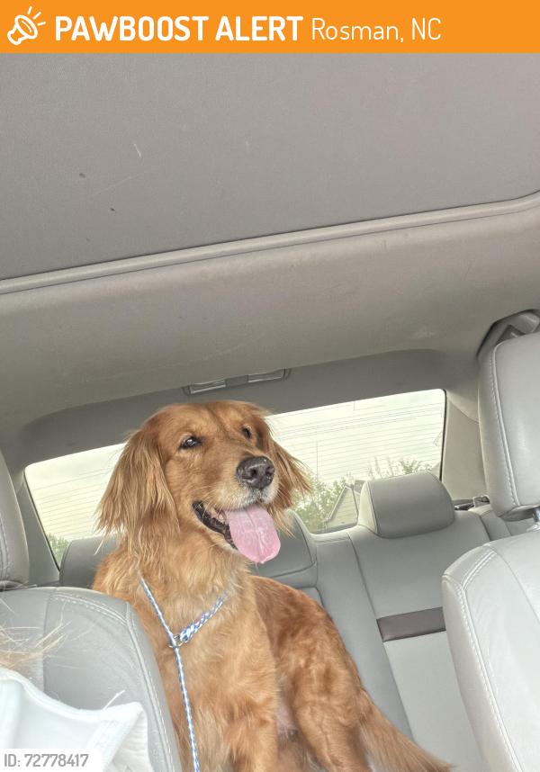 Found/Stray Female Dog last seen Running on the mountain road not too far from dodson road, Rosman, NC 28772