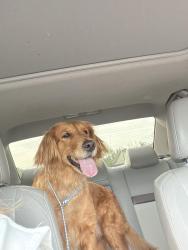 Found/Stray Female Dog last seen Running on the mountain road not too far from dodson road, Rosman, NC 28772