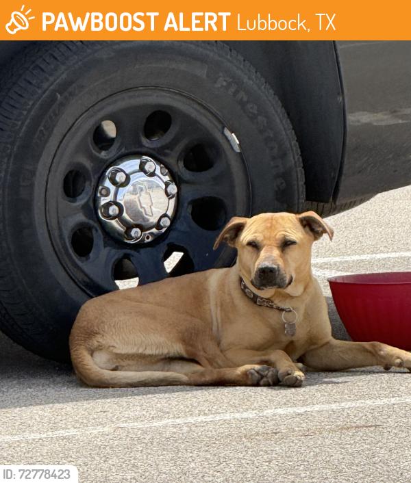 Found/Stray Male Dog last seen 142nd and Indiana , Lubbock, TX 79423