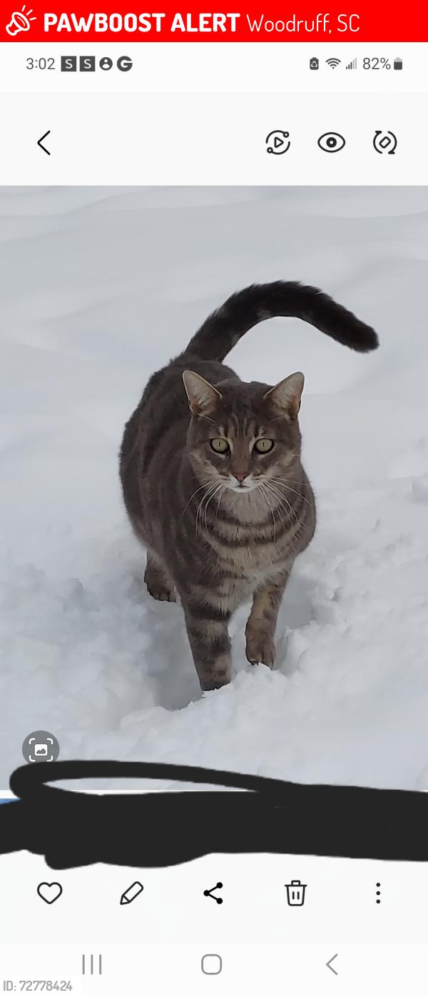 Lost Male Cat last seen Prince Caldwell Circle & SC 146, Woodruff, SC 29388