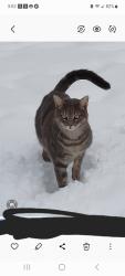 Lost Male Cat last seen Prince Caldwell Circle & SC 146, Woodruff, SC 29388