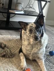 Lost Female Dog last seen Springville Main Street , Springville, CA 93265