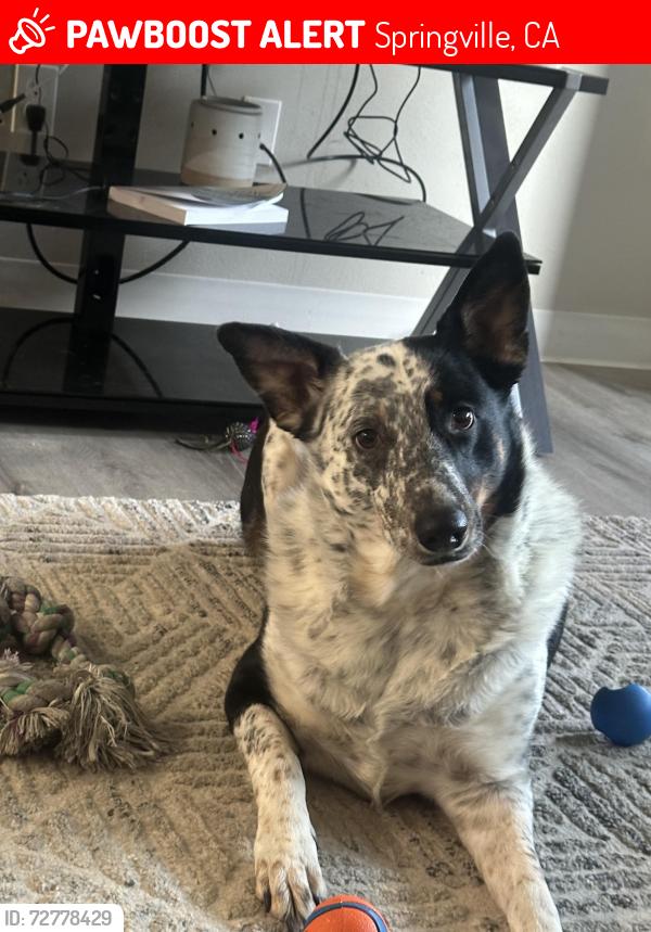 Lost Female Dog last seen Springville Main Street , Springville, CA 93265