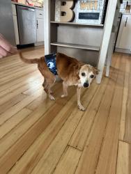 Found/Stray Male Dog last seen Blanco Rd & Wurzbach , San Antonio, TX 78216