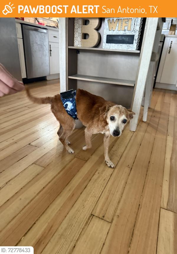 Found/Stray Male Dog last seen Blanco Rd & Wurzbach , San Antonio, TX 78216