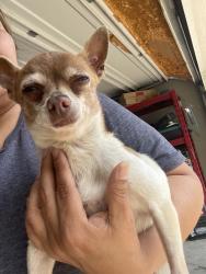 Found/Stray Male Dog last seen Martin st& shackeford, Fort Worth, TX 76119