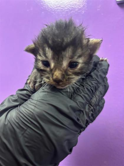 Shelter Stray Male Cat last seen Near FRANK CORDOVA CIR, CITY of El Paso, TX, Fort Bliss, TX 79906