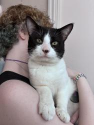 Found/Stray Male Cat last seen Woodway and Wren, Fort Worth, TX 76133