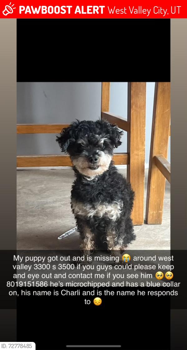 Lost Male Dog last seen Near s. 1300 west, West Valley City, UT 84119