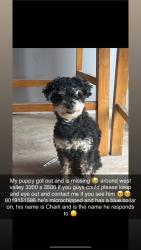 Lost Male Dog last seen Near s. 1300 west, West Valley City, UT 84119