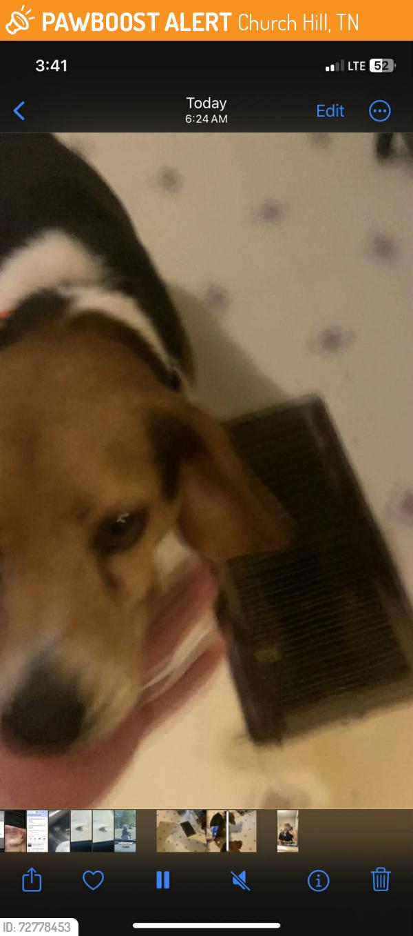 Found/Stray Male Dog last seen Leland Ln and Hickory Hills Rd, Church Hill, TN 37642
