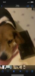 Found/Stray Male Dog last seen Leland Ln and Hickory Hills Rd, Church Hill, TN 37642