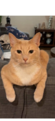 Lost Male Cat last seen Near E carriage way , Queen Creek, AZ 85142