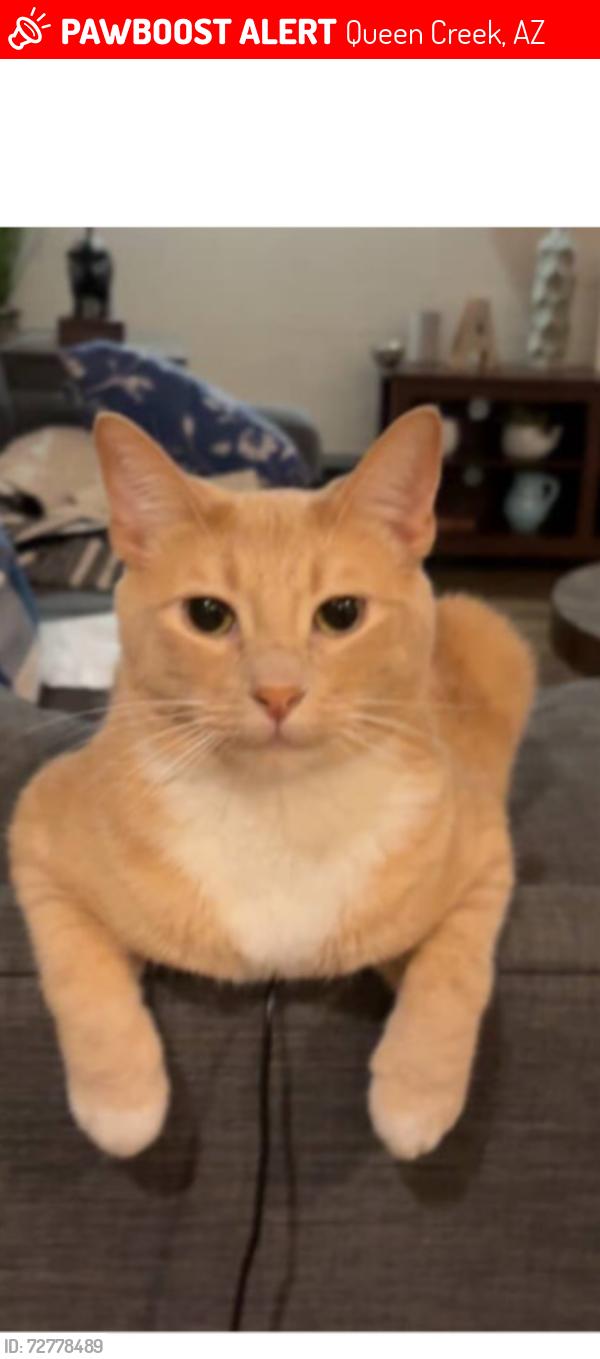 Lost Male Cat last seen Near E carriage way , Queen Creek, AZ 85142