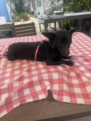 Found/Stray Female Dog last seen Wade and Victoria in Mar Vista, Los Angeles, CA 90066