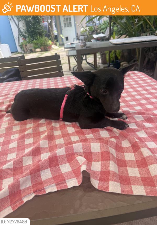 Found/Stray Female Dog last seen Wade and Victoria in Mar Vista, Los Angeles, CA 90066