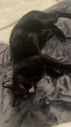 Lost Male Cat last seen Links crossing , Auburn, AL 36830