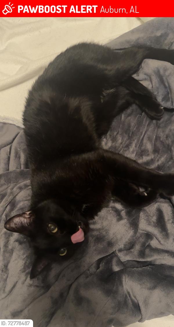Lost Male Cat last seen Links crossing , Auburn, AL 36830