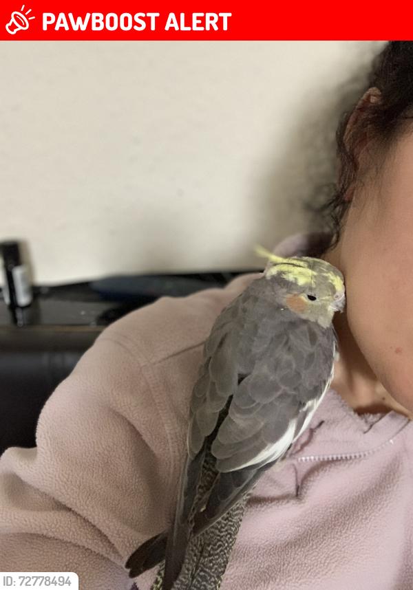 Lost Female Bird last seen N12 8DH, Greater London, England N12 8DH