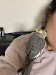 Lost Female Bird last seen N12 8DH, Greater London, England N12 8DH