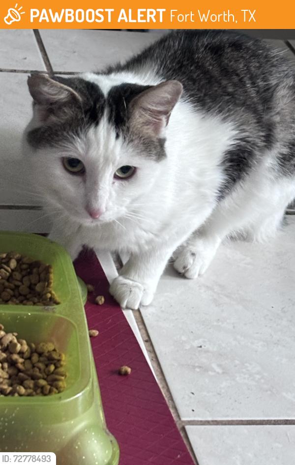 Found/Stray Male Cat last seen Woodway and Wren, Fort Worth, TX 76133