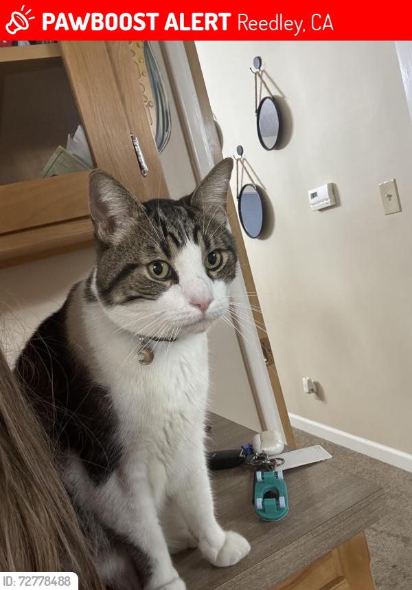 Lost Male Cat last seen Reed & Ponderosa, Reedley, CA 93654