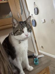 Lost Male Cat last seen Reed & Ponderosa, Reedley, CA 93654