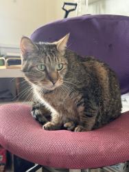 Found/Stray Female Cat last seen Bowling Green Park, Westminster, CA 92683