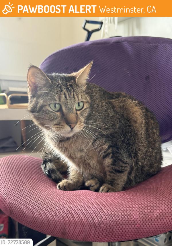 Found/Stray Female Cat last seen Bowling Green Park, Westminster, CA 92683
