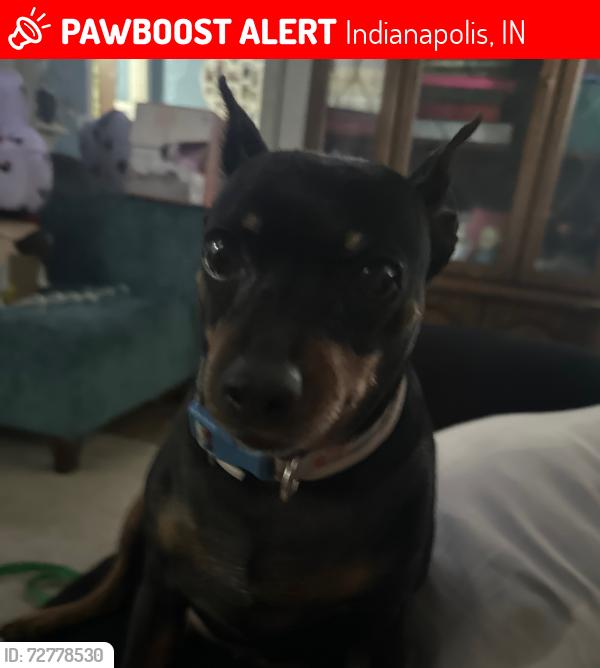 Lost Female Dog last seen West Washington and n Holmes , Indianapolis, IN 46222